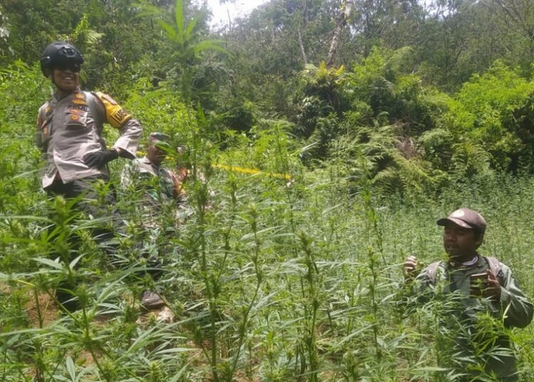 Kronologi Penemuan 59 Titik Ladang Ganja di Taman Nasional Bromo Tengger Semeru (ppid.menlhk.go.id)