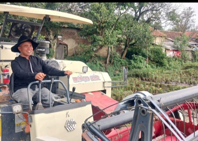 Panen Raya di Bojongsoang, Kabupaten Bandung, 50 Ton Dibagi-bagi untuk Warga