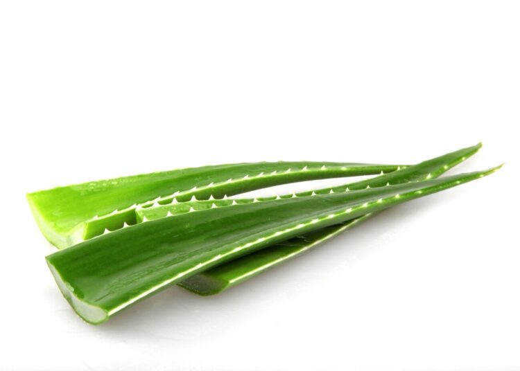 Harga Murah Khasiat Mewah! Ini Manfaat Lidah Buaya, Bisa Sehatkan Kulit?