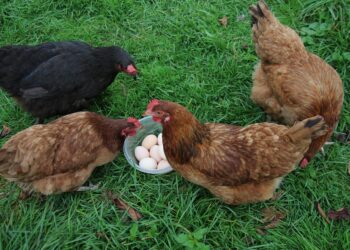 Cara Budidaya Ayam Kampung (Pixabay)