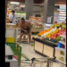 Seorang WNA Asal Afrika Mengamuk dan Merusak Barang-Barang di Supermarket Kalibata City, Begini Kronologinya