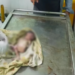 Bayi Perempuan Dibuang Ibunya (Polres Gresik)