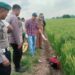 Gresik tewas (Istimewa)
