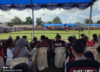 Adu Domba Garut Meriahkan Hajatan Pernikahan di Kalimanggis Kuningan