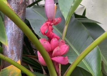 Bikin Heboh Warga: Pohon Pisang Berbuah Merah di Halaman Kantor Kecamatan Cibadak Sukabumi