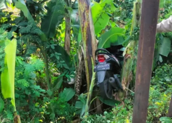 Pengendara Motor Beat Tewas Usai Terjun ke Parit di Jalur Malang (Istimewa)
