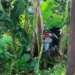Pengendara Motor Beat Tewas Usai Terjun ke Parit di Jalur Malang (Istimewa)