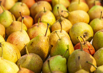 Mantap! Ini Manfaat Buah Pir Buat Kesehatan Tubuh, Bisa Bantu Turunkan Berat Badan?