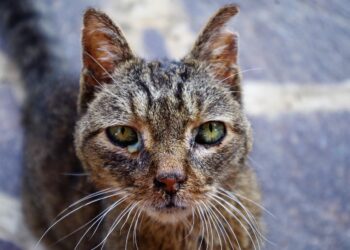 Kucing mati di Malang (Pixabay/aruggeri)