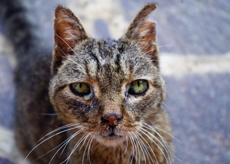 Kucing mati di Malang (Pixabay/aruggeri)