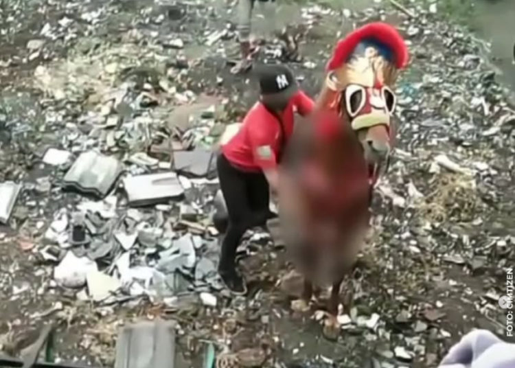 Kuda Diduga Jadi Korban Kekerasan di Cimahi Selatan, Mulut Kuda Sudah Berbusa Tanda Kecapean Tapi Malah Dipukul dan Dicambuk