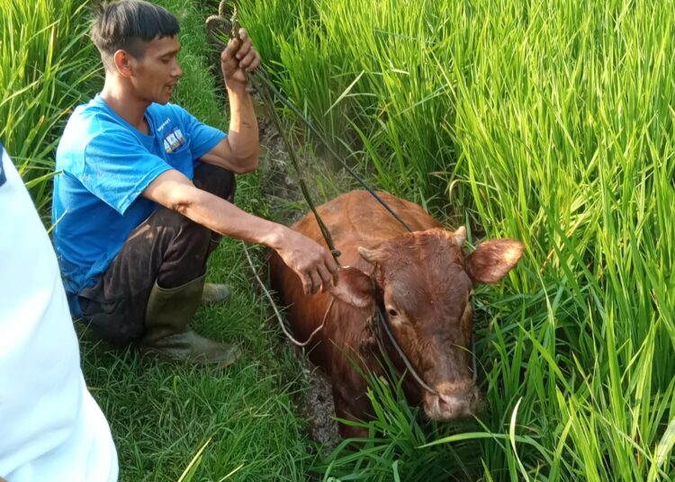 Panik, Sapi Kurban di Cinunuk Ngamuk dan Kabur, Ini Kronologinya