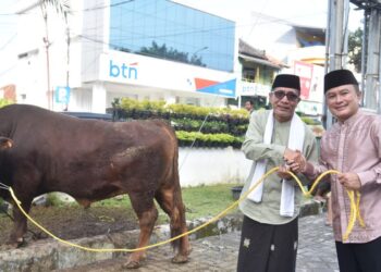 Sapi Lokal Seberat 935 Kg Bantuan Presiden Diserahkan Bupati Kuningan ke Masjid Syiarul Islam