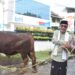 Sapi Lokal Seberat 935 Kg Bantuan Presiden Diserahkan Bupati Kuningan ke Masjid Syiarul Islam