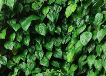 5 Manfaat Daun Kelor yang Jarang Diketahui, Nomor 3 Khasiatnya Bikin Kaget!