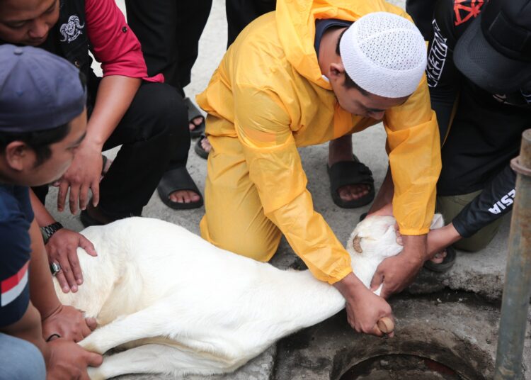 Jelang Idul Adha, Juru Sembelih Hewan Kurban Mendapatkan Pelatihan Dari Diskanak