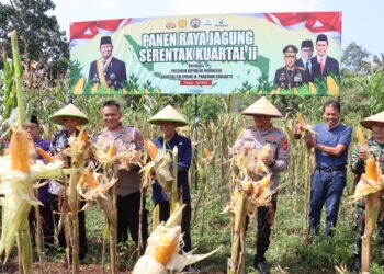 Polres Ciamis Gelar Panen Raya Jagung Serentak 2025