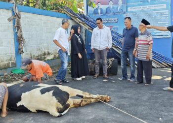 Demokrat Kuningan Berbagi 1 Ekor Sapi, 100 Paket Daging Kurban Dibagikan