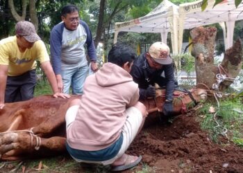 Merayakan Idul Adha 1446 H, Uniku Kurban 2 Sapi dan 9 Kambing
