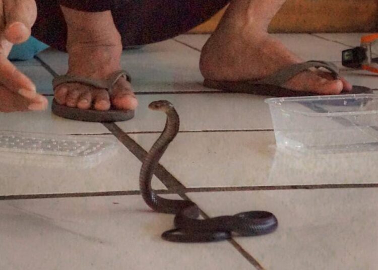 Wakil Bupati Tasikmalaya Kaget Puluhan Ular Ditemukan di Pendopo Baru