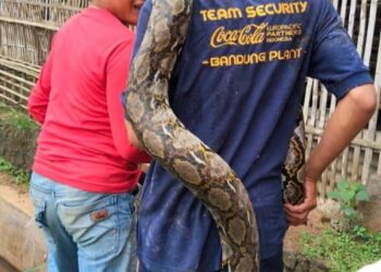 Ular Piton Panjang 5 Meter Ditemukan, Warga Cimanggung Sumedang pun Heboh