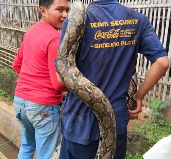 Ular Piton Panjang 5 Meter Ditemukan, Warga Cimanggung Sumedang pun Heboh