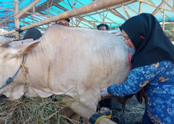 Jelang Idul Adha, Petugas Periksa Hewan Kurban di Kota Tasikmalaya, Ini Tujuannya