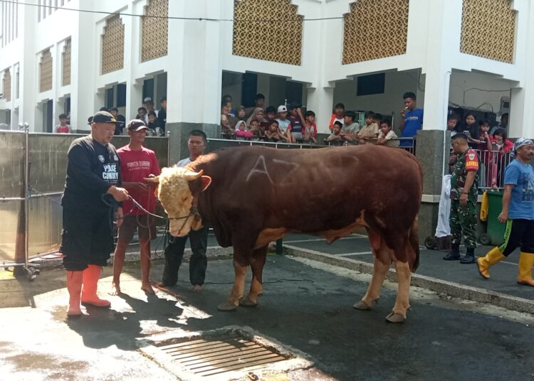 Masjid Agung Kota Tasikmalaya Laksanakan Penyembelihan Hewan Kurban Sapi Simmental