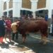 Masjid Agung Kota Tasikmalaya Laksanakan Penyembelihan Hewan Kurban Sapi Simmental