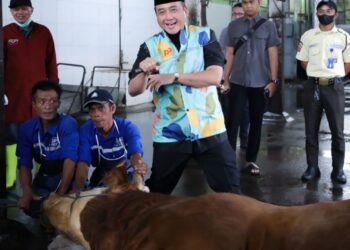 Wakil Wali Kota Sembelih Sapi dari Prabowo dan dari Farhan