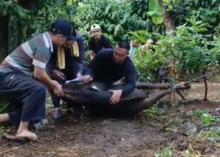 innalilahi, H.Cholidi Warga Citayam Bogor, Meninggal saat Sembelih Sapi Kurban