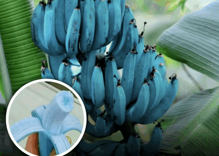 Cobain! Blue Java Banana Pisang Biru dengan Tekstur Creamy dan Rasa Seperti Es Krim Vanilla