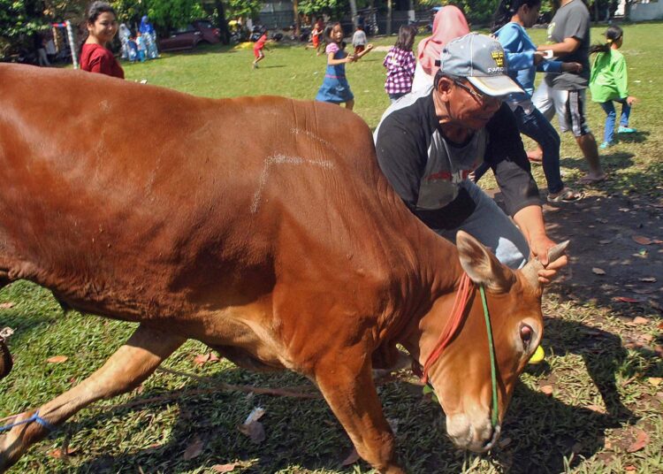 Kumpulan Video Sapi Kurban Ngamuk Saat Idul Adha: Momen Kocak dan Menegangkan yang Viral