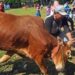 Kumpulan Video Sapi Kurban Ngamuk Saat Idul Adha: Momen Kocak dan Menegangkan yang Viral