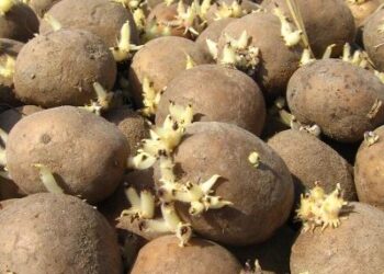 Viral, Pasutri WNI Meninggal di Jepang Usai Makan Kentang Bertunas Terkuak Ini Penyebabnya