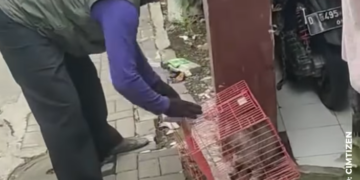 Viral! Kucing Galak di Cimahi Lukai 6 Orang Warga, Akhirnya Diamankan Damkar