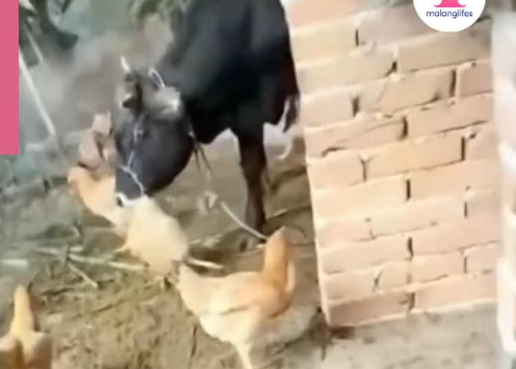 Viral! Ayam Warga Jember Sering Hilang, Ternyata Pelakunya Sapi Peliharaan yang Makan Ayam Hidup