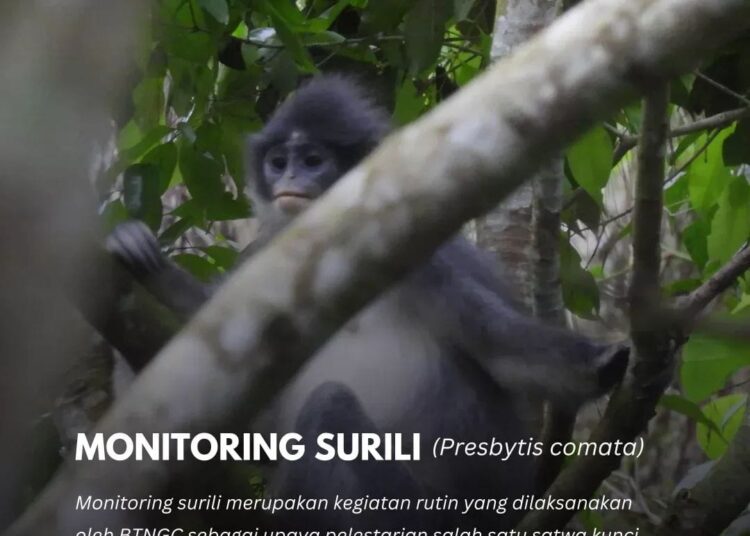 LESTARIKAN… Surili dan Lutung Masih Bebas Berkeliaran di Gunung Ciremai