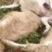 Macan Tutul Kembali Mangsa Hewan Ternak di Tundagan Kuningan, Kali Ini 4 Kambing Mati