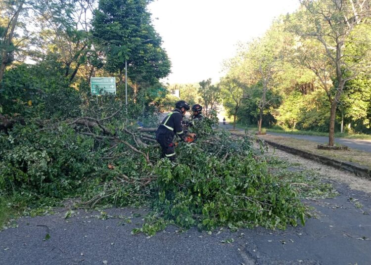 Pohon Sonokeling Setinggi 12 Meter Tumbang di Jalan Eyang Hasan Maolani Cilimus Kuningan