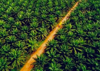 Pemkab Kuningan Diminta Hentikan Aktivitas Perkebunan Sawit