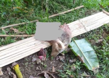 Macan Tutul Turun Gunung, 3 Ekor Kambing Mati di Desa Tundagan Kuningan