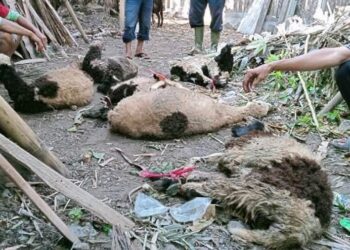 Ngeri! 3 Ekor Kambing Mati Dimangsa Anjing Liar di Blok Pasawahan Kuningan
