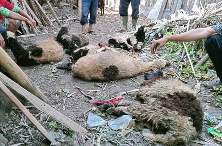 Ngeri! 3 Ekor Kambing Mati Dimangsa Anjing Liar di Blok Pasawahan Kuningan