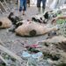 Ngeri! 3 Ekor Kambing Mati Dimangsa Anjing Liar di Blok Pasawahan Kuningan