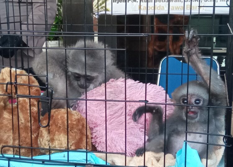 Hendak Jual 2 Ekor Owa Jawa, Pelaku Diringkus Polisi di Manonjaya Tasikmalaya