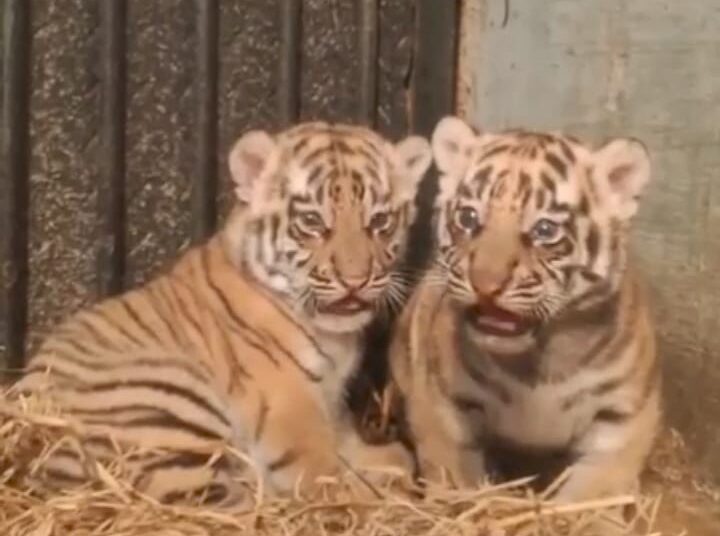 Dua Harimau Benggala Lahir di Bandung Zoo, Cari Orangtua Asuh, Belum Diberi Nama