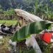 Pesawat Latih Jatuh di TPU Ciampea Bogor, Mantan Kadispen AU Marsma TNI Fajar Adrianto Gugur