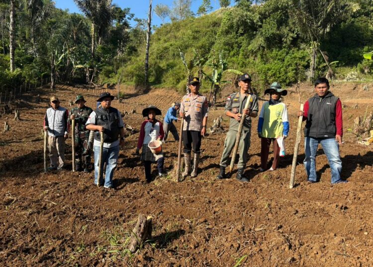 Dukung Ketahanan Pangan, Polisi-TNI Bersinergi Dengan Masyarakat Tanam Jagung di Lahan 1,5 Hektare