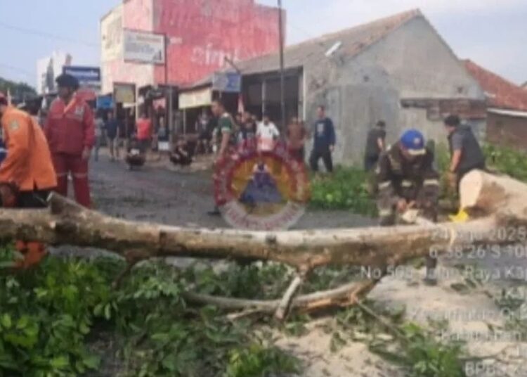 Angin Puting Beliung Terjang Ciawigebang Kuningan, 10 Pohon Mangga Tumbang
